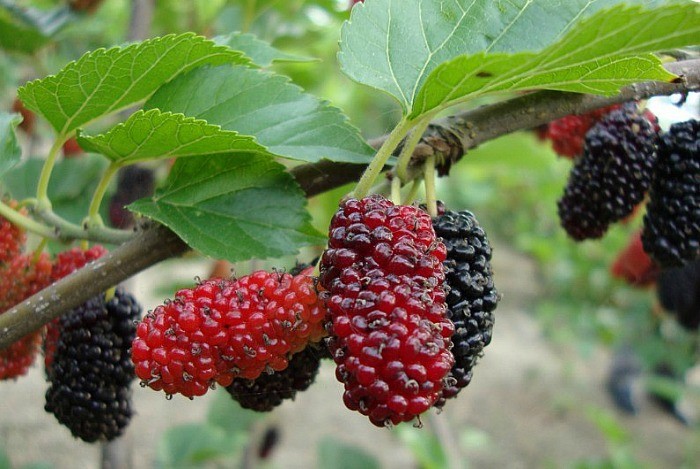  skin. How to whiten skin fast with mulberry extract? Here are detailed