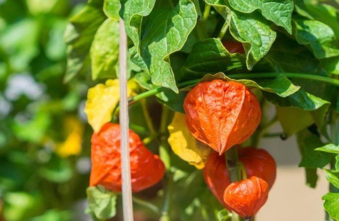 Ashwagandha Benefits For Height Increase