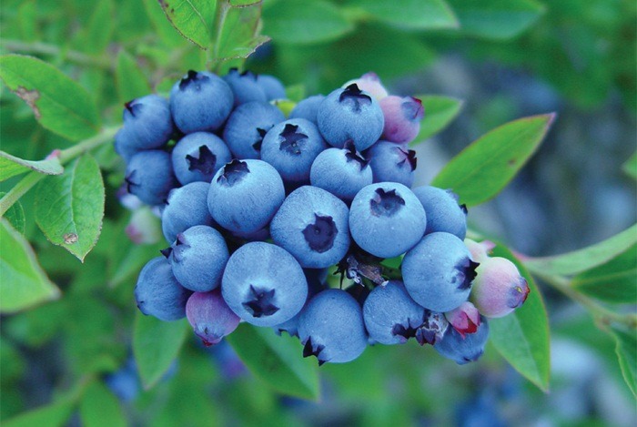 home remedies for uti blueberries