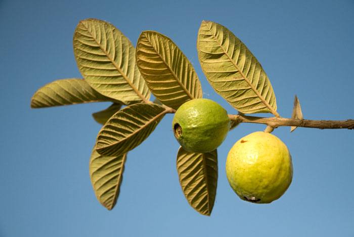 home remedies for toothache Guava Leaves