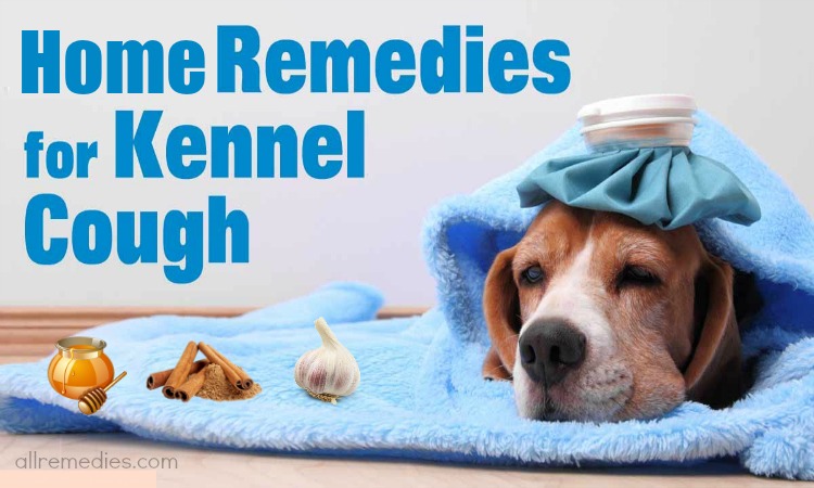 home remedies for kennel cough