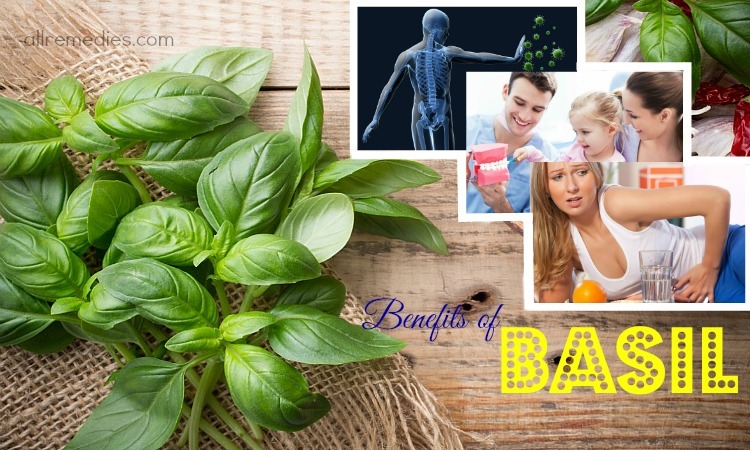 benefits of basil