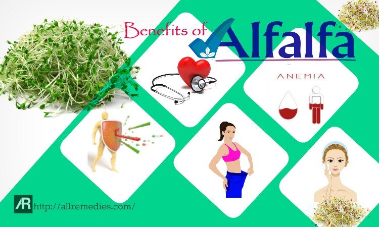 benefits of alfalfa