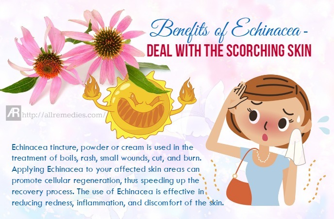 benefits of echinacea