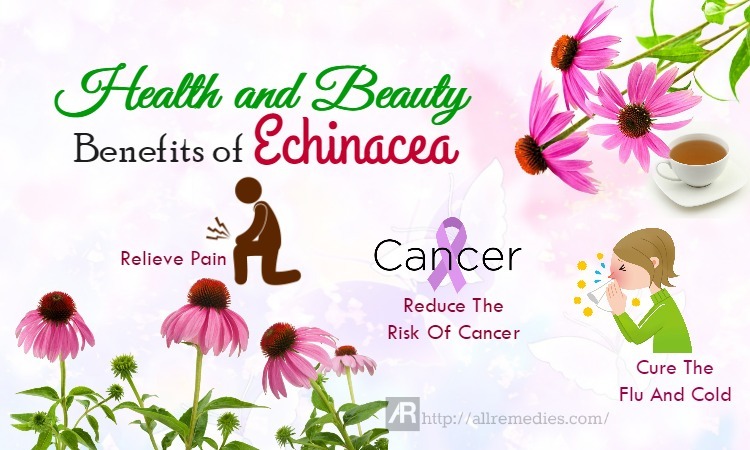 benefits of echinacea