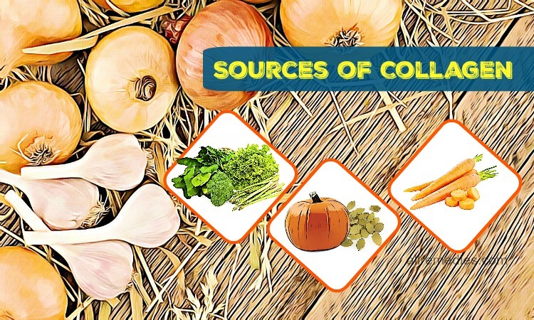 sources of collagen