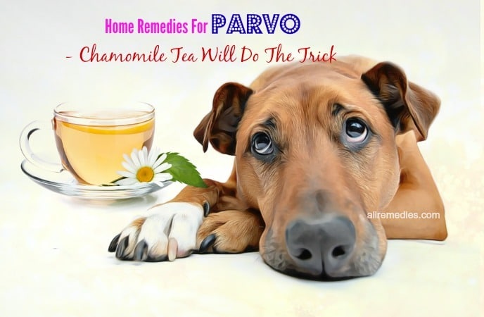 home remedies for parvo disease