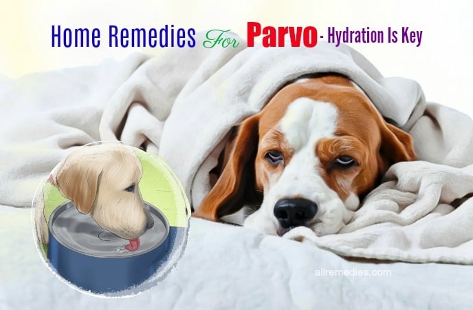 home remedies for parvo