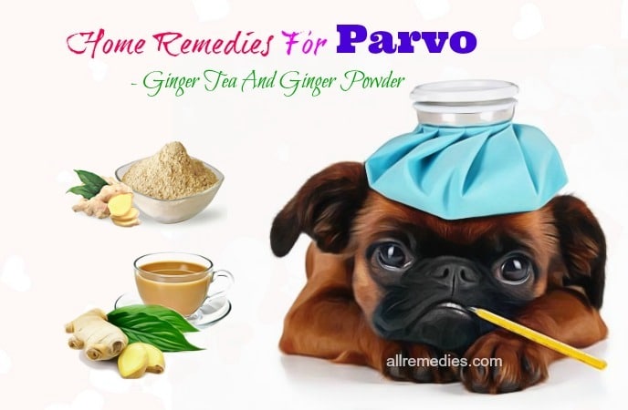 home remedies for parvo