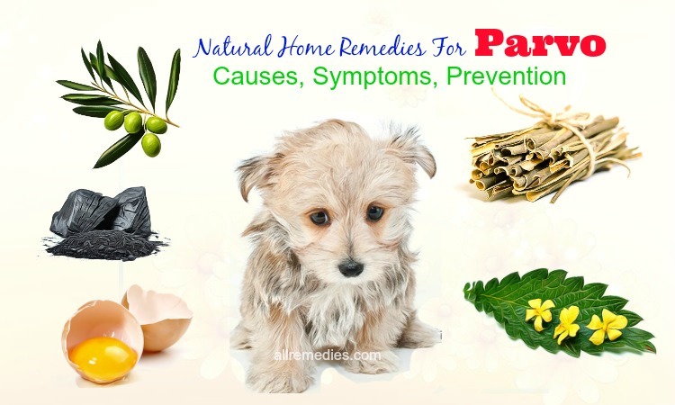 14 Natural Home Remedies For Parvo: Causes, Symptoms ...